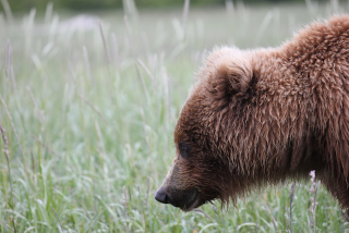 Illustration for article titled Please Enjoy This Gallery Of Amazing Bear Photos